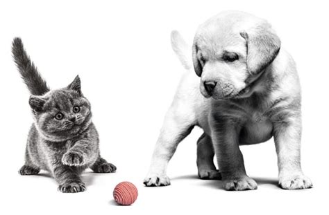 royal canin partner portal|royal canin account.